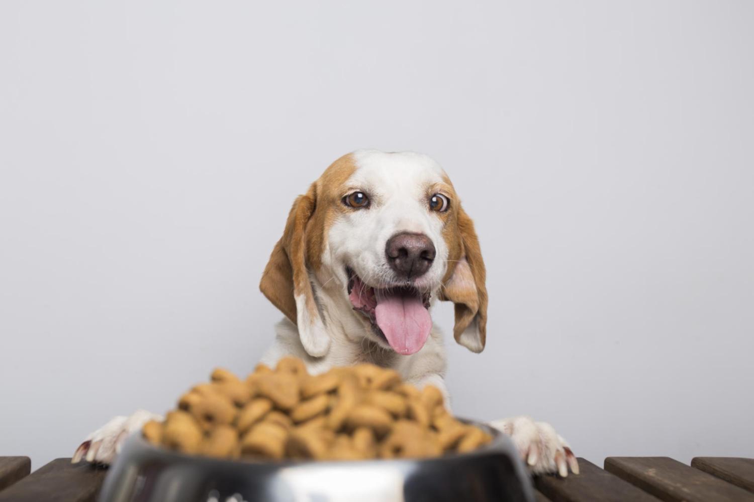 una corretta alimentazione per cani