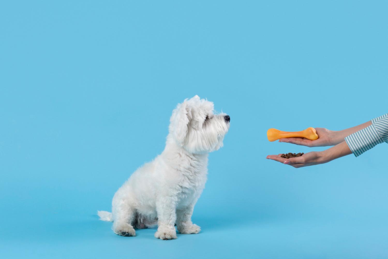 cambiare le crocchette del cane