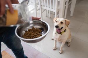 migliori crocchette per cani