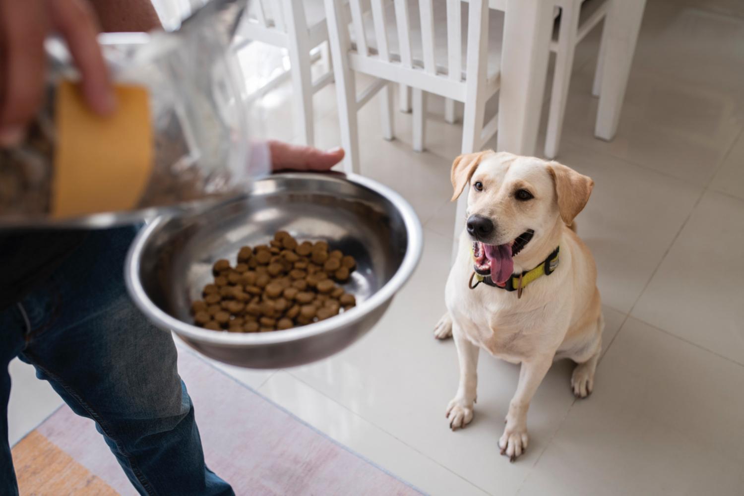 migliori crocchette per cani